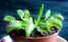 picture of a venus flytrap