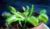 picture of a venus flytrap